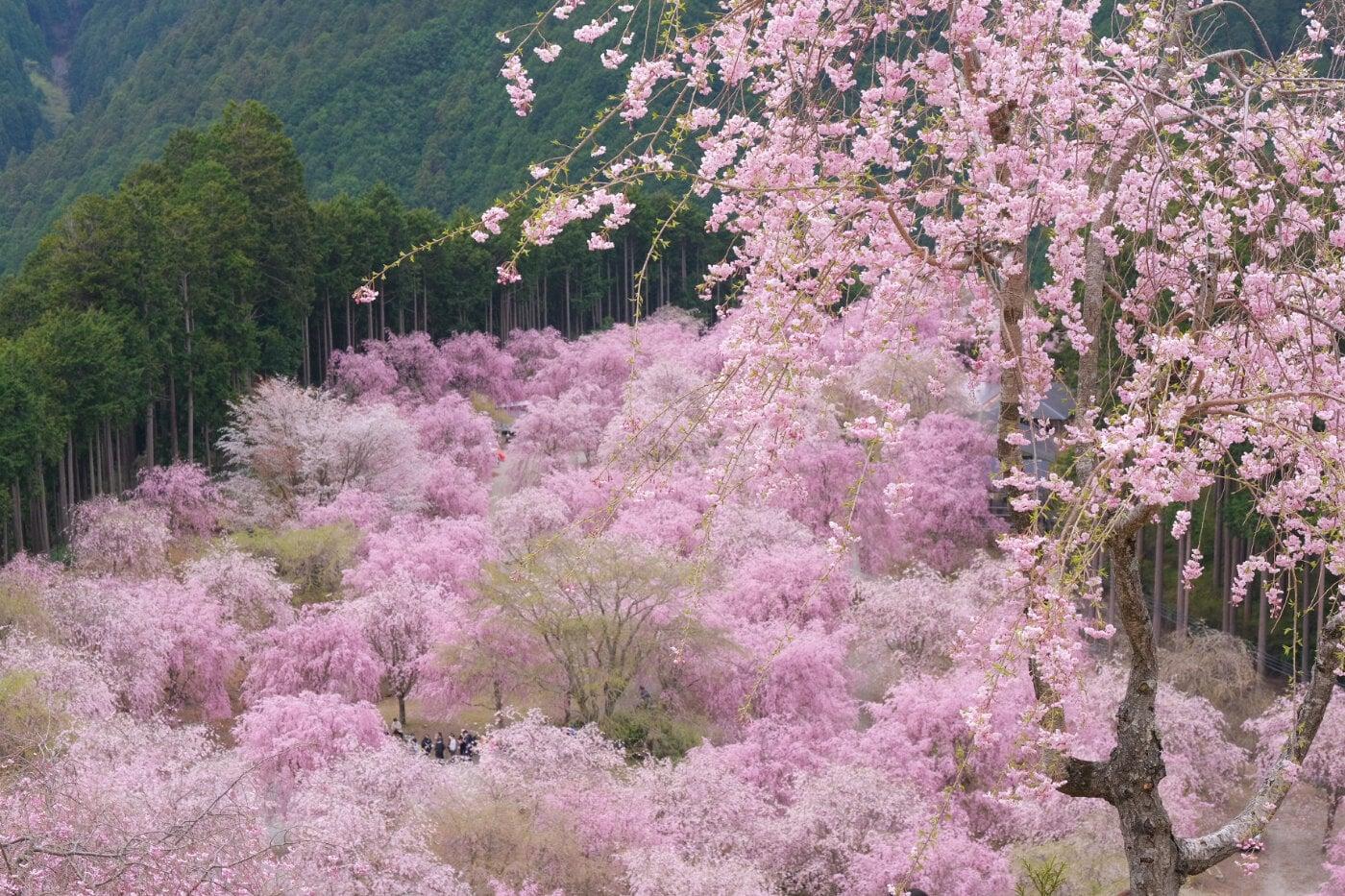 高見の郷の写真