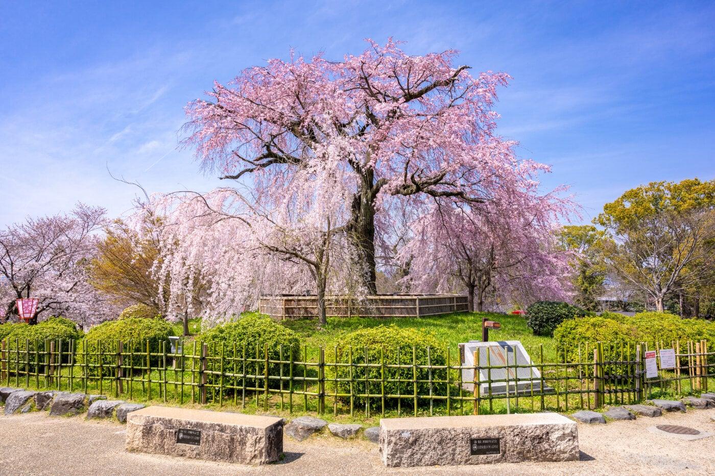 円山公園の写真
