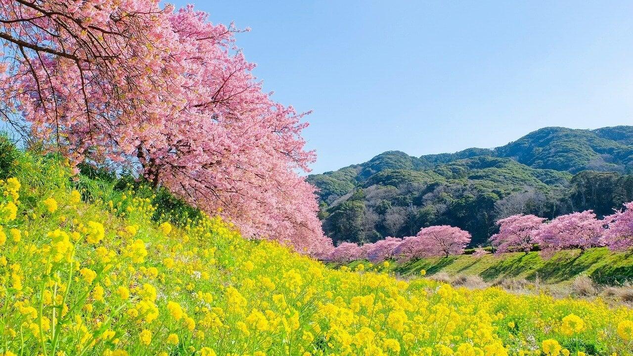みなみの桜の写真