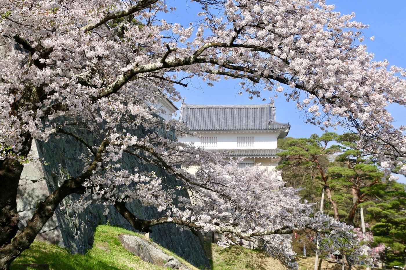 霞ヶ城公園(丸岡城)の写真