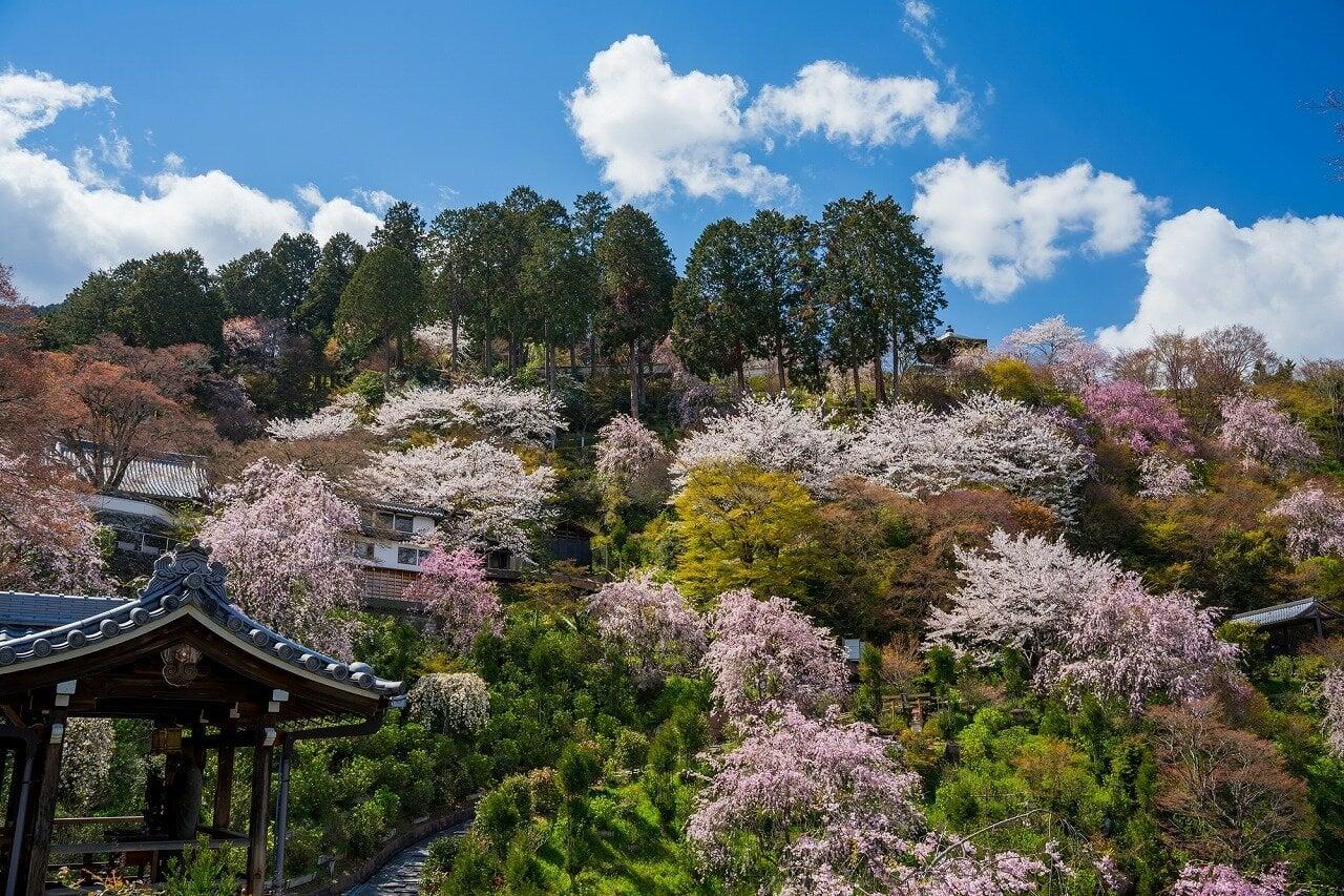 善峯寺の写真