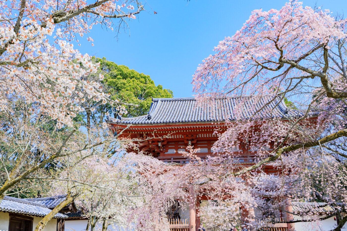 醍醐寺の写真