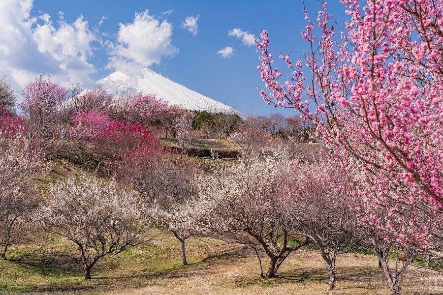 裾野市 梅の里の写真