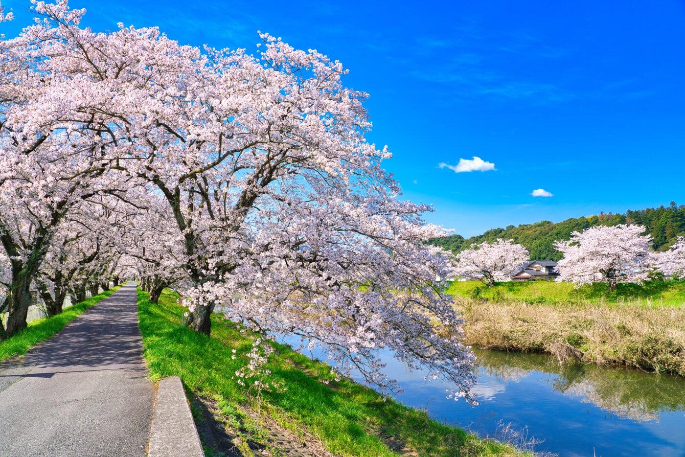 法勝寺川土手桜の写真