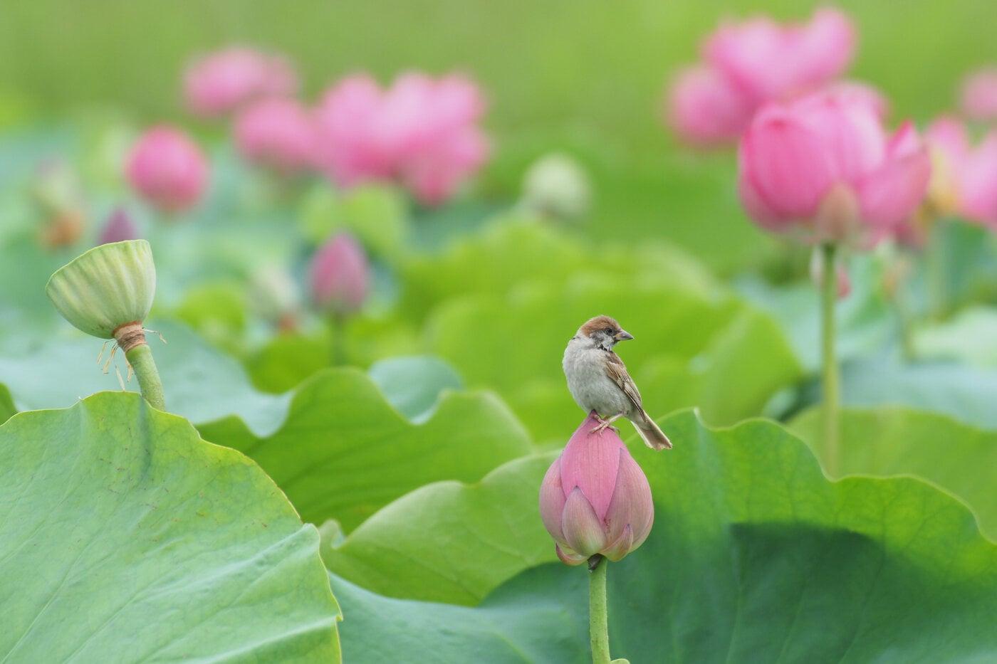 白鷺公園の写真