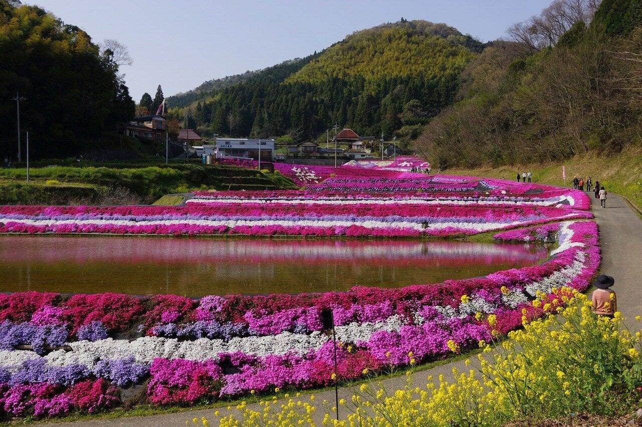 大道理芝桜の写真